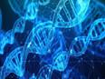 Study finds genetics control abnormal development, not intrauterine environment - Vimarsana News