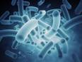 Study maps full evolutionary journey of hospital superbug - Vimarsana News