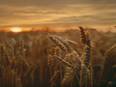 Study develops method to protect crops from insects using 'smell of fear' - Vimarsana News