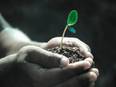 Study highlights need to prevent spread of plant pandemics - Vimarsana News