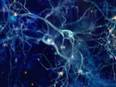 Study finds touch-sensitive neurons respond to most information available - Vimarsana News