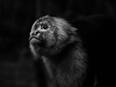 Genome study of Capuchin monkey uncovers hints on its large brain, long life - Vimarsana News