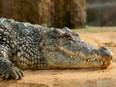 Study: Crocodile evolution rebooted by Ice Age glaciations - Vimarsana News