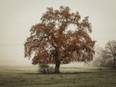 For trees, carbs are key to surviving insect defoliation: Study - Vimarsana News