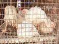 Hyderabad: Poultry shop owners urge govt to bear the loss due to Bird flu - Vimarsana News
