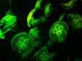 Study unveils mystery behind clinging of developing cells together - Vimarsana News