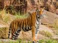 Shepherd killed by tiger in Ranthambore National Park - Vimarsana News