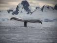 Greenland's nutrients changing with global impact, finds study - ANI News