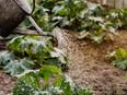 Limiting water stress risks: Irrigation management key for bioenergy production to mitigate climate change - Vimarsana News