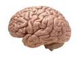 Hardly any difference between brains of men, women: Study - Vimarsana News