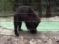 Water coolers, sprinklers set up at Agra animal rescue facility to help bears tackle heat, humidity - Vimarsana News