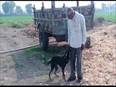 Farmer wills part of his property to pet dog - Vimarsana News