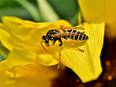 Pollen-sized technology protects bees from deadly insecticides: Study - Vimarsana News