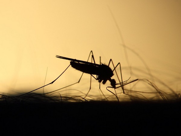 Nepal: 1,000 cases of dengue confirmed in Chitwan, awareness programmes launched