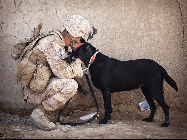 Researchers investigate relation between service dogs and soldiers with PTSD symptoms