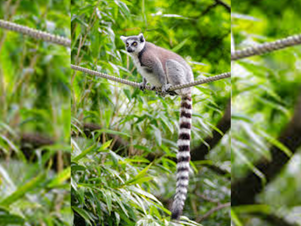 Madagascar's eastern rainforests might disappear by 2070: Study