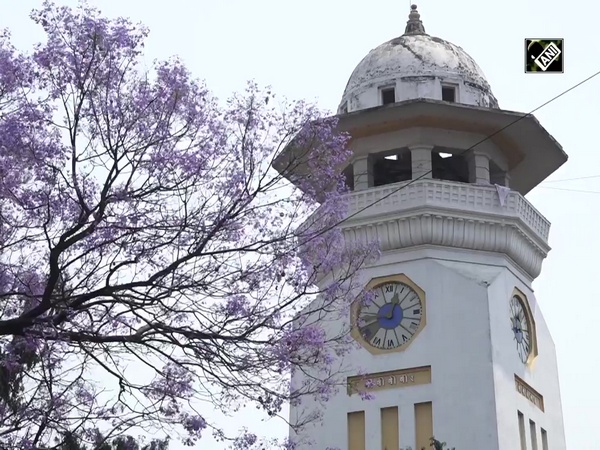 Kathmandu streets turn purple as Jacaranda flowers bloom