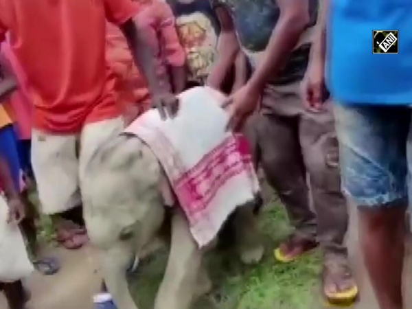 Assam: Baby elephant rescued after it fell into a ditch in Golaghat