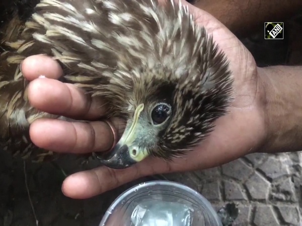 UP: Fire officials rescue bird entangled in kite string in Meerut