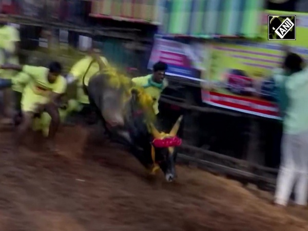 Jallikattu begins at Avaniyapuram village in Madurai