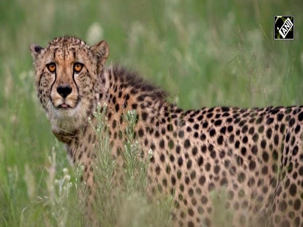 India set to welcome 12 Cheetahs from South Africa