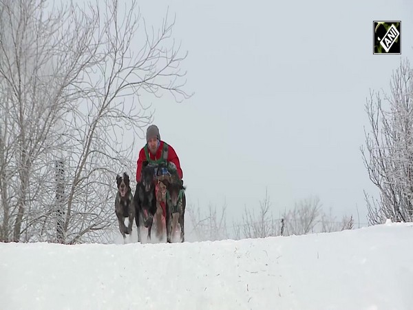Dog sledding race season in Russia