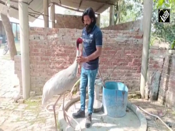 Special bond between Sarus crane and Amethi boy wins hearts