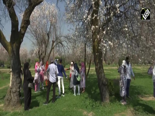 Almond blossoms attract tourists in Srinagar's Badam Vaer Garden