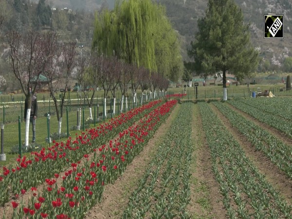 J&K: Extension work of water channel in full swing at Srinagar’s Tulip Garden