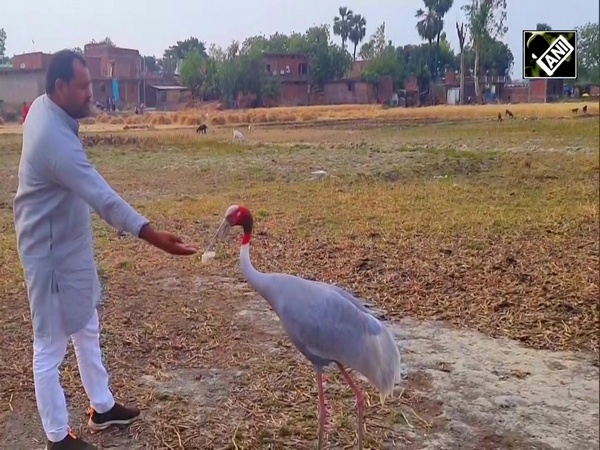 UP: After Arif, Mau local befriends Sarus Crane; becomes topic of discussion across state