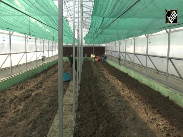 Horticulture Department introduces hi-tech poly houses to increase walnut production in Kashmir