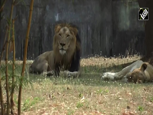 Raipur’s Nandanvan Jungle Safari gears up for scorching heat; makes relief arrangements for animals