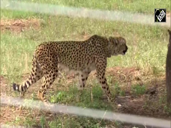 MP: Another Cheetah ‘Daksha’ dies at Kuno National Park