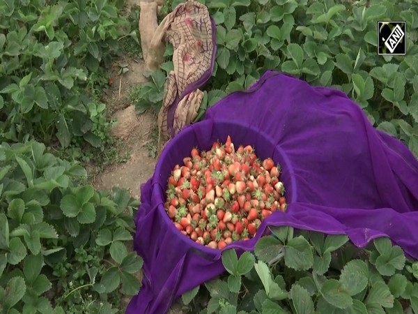 Growers busy with harvesting of perishable strawberry fruit crop in Kashmir