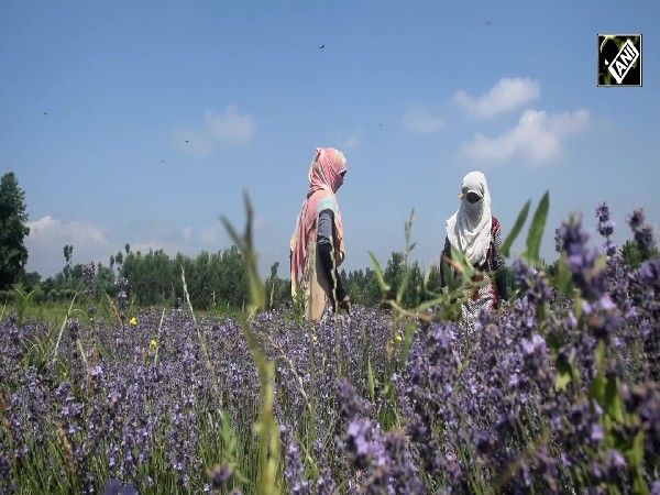 J&K: Lavender Cultivation changed fortunes of farmers in Pulwama
