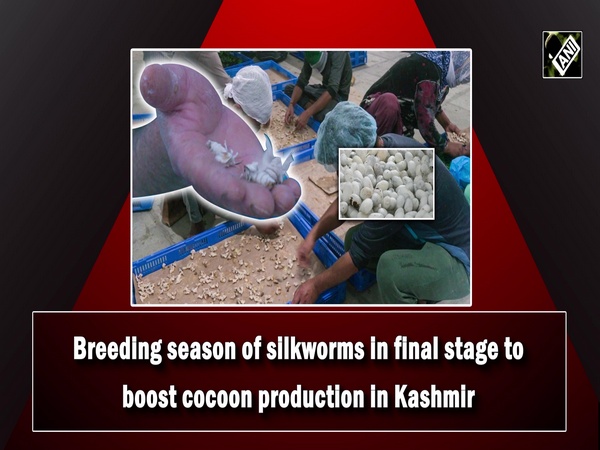 Breeding season of silkworms in final stage to boost cocoon production in Kashmir