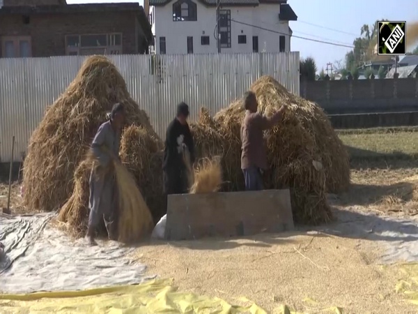 J&K: Harvesting of paddy crops in full swing in Ganderbal