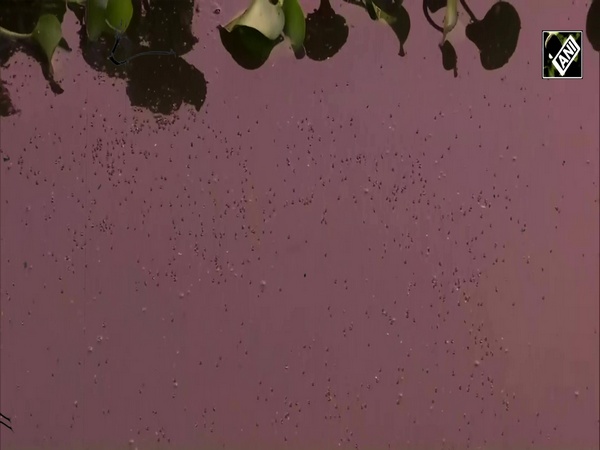 Swarm of mosquitoes form ‘tornado’ over Pune, cause panic among residents